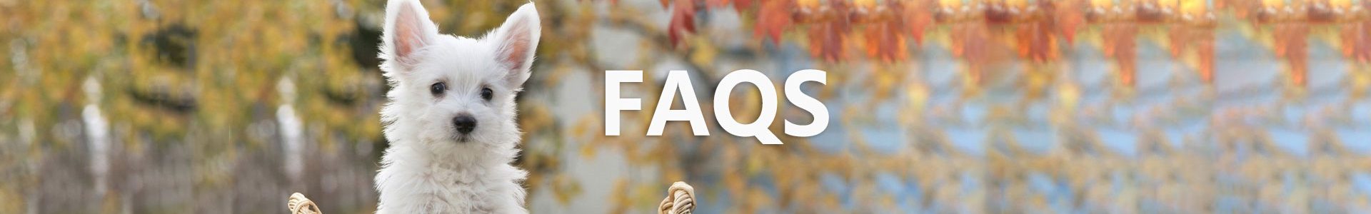 FAQS-dog harness manufacturers FAQS-dog harness manufacturers
